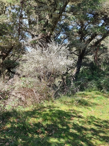 Cytisus multiflorus image