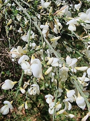 Cytisus multiflorus image