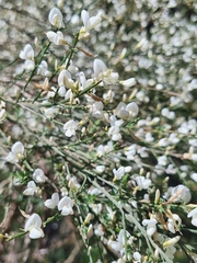 Cytisus multiflorus image