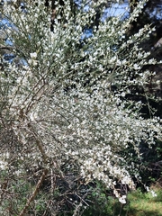 Cytisus multiflorus image