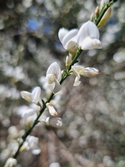 Cytisus multiflorus image