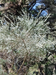 Cytisus multiflorus image