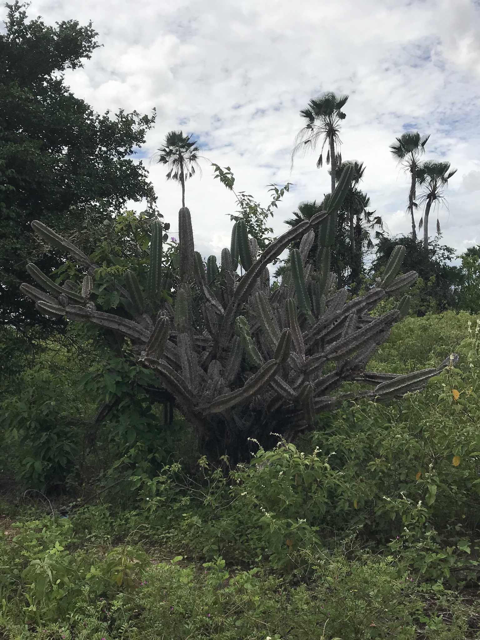 Cereus jamacaru