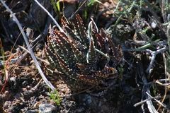 Tulista pumila