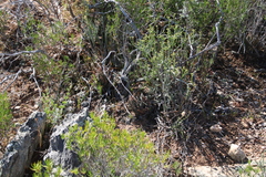 Tulista pumila