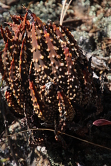 Tulista pumila
