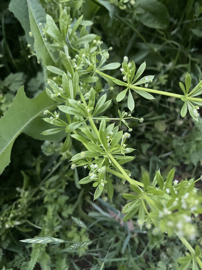 catchweed bedstraw from Randol Mill Park, Arlington, TX, US on April 25