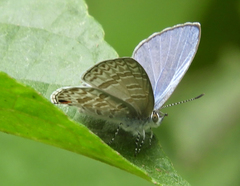 Catopyrops ancyra