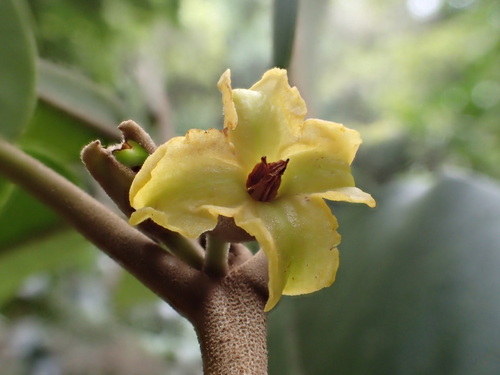 Nothocestrum peltatum, 2017-07-13