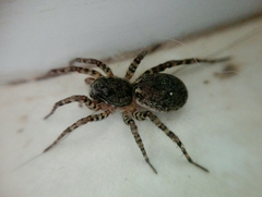 Paratrochosina amica