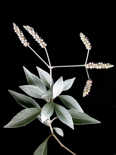 Nototrichium divaricatum observed 2004-08-13