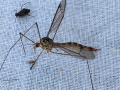 Nephrotoma flavipalpis