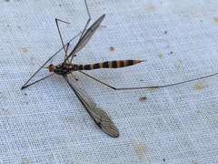 Nephrotoma flavipalpis