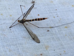 Nephrotoma flavipalpis
