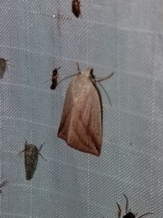 Amolita obliqua