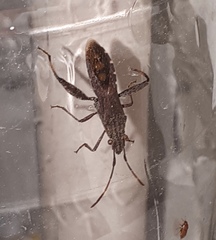 Apidaurus conspersus