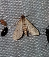 Parapoynx allionealis