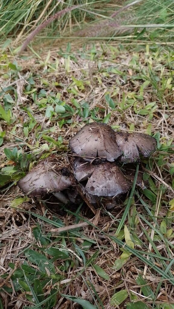 Coprinopsis romagnesiana · April 2023 · photo: © hortonf (iNaturalist, cc-by)