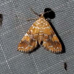 Elophila nebulosalis