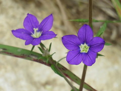Legousia speculum-veneris