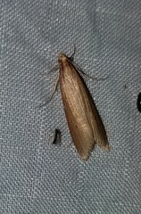 Donacaula roscidellus