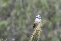 Campylorhynchus brunneicapillus sandiegensis