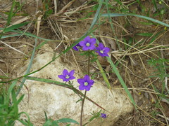 Legousia speculum-veneris