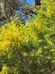 Cytisus scoparius image