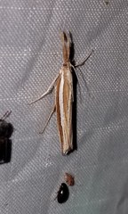 Thaumatopsis actuellus