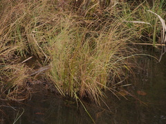 Carex lasiocarpa