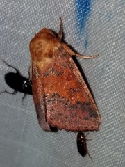 Pyrrhia aurantiago