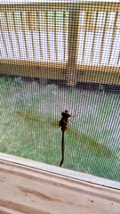 Triacanthagyna trifida