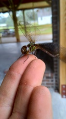 Triacanthagyna trifida