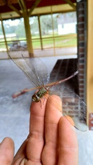 Triacanthagyna trifida