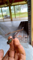 Triacanthagyna trifida