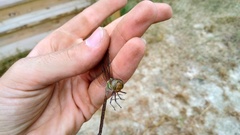 Triacanthagyna trifida