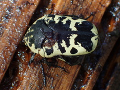 Gymnetis thula