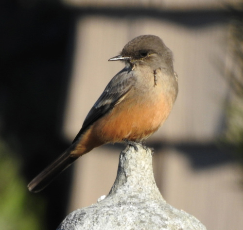 Say's Phoebe, photo 7 of 8