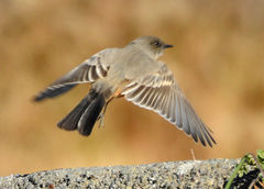 Say's Phoebe photo 6