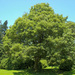 Acer pseudoplatanus - Photo (c) 
Willow, algunos derechos reservados (CC BY-SA)