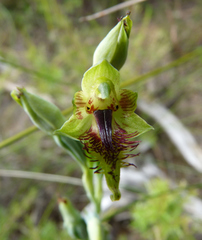 Calochilus herbaceus