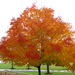 Acer saccharum - Photo (c) James St. John, algunos derechos reservados (CC BY)