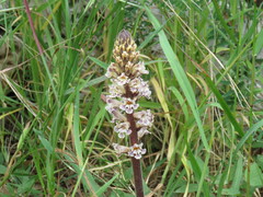 Orobanche crenata