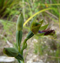 Calochilus herbaceus