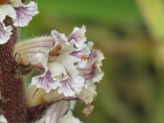 Orobanche crenata