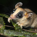 Kalinowski's Mouse Opossum - Photo (c) vincent premel, some rights reserved (CC BY-NC), uploaded by vincent premel