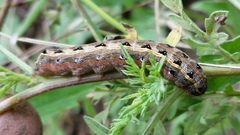 Spodoptera albula
