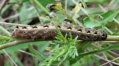 Spodoptera albula