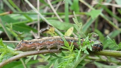 Spodoptera albula