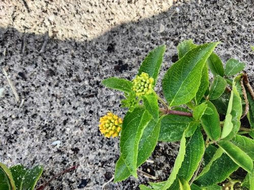 Image of Lantana depressa by (c) Ben Machado, some rights reserved (CC BY)